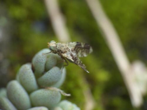 Réf. 283 057 : Tephritis formosa